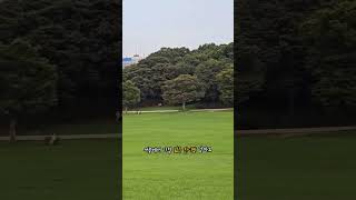 올림픽공원에 날아다니는 청금강앵무새 #앵무새 #앵무새훈…