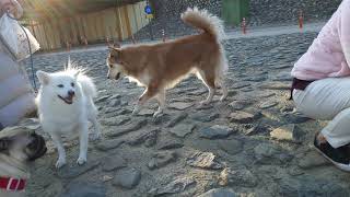 청금강앵무새 아마존앵무새 대한이 일광욕하다만세만남