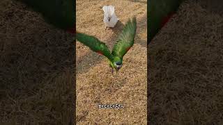 쫄보 앵무새, 한스마카우 율리 