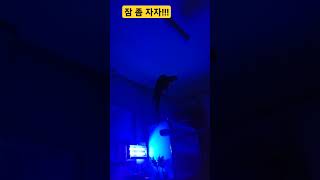 잠 좀 자자!!! #macaw #청금강 #청금강앵무새