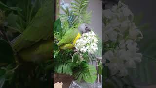 수리 꽃밭 사리지는 그날까지 열심히... #parrot #세네갈앵무 #앵무새 #반려동물