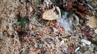 self injury Eclectus parrot th…