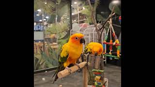 서울랜드에 빅뱅 노래 좋아하는 춤추는 #앵무새 #썬코뉴어 #parrot #앵무새카페 #birds #앵집사