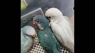 #퀘이커분양합니다010 2296 5701