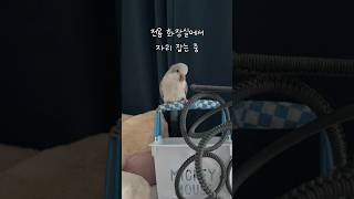 아구 잘했어요~ #칭찬필수#퀘이커앵무송꾸꾸