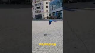 청금강앵무새 루카 아침훈련중 #shorts