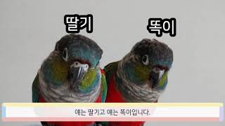 앵무새키우기1