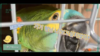 사랑❤레오 LOVE STORY 아마존앵무새  보러오세요…
