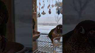 코뉴어앵무새#하봉이#하랑이#더빙농장#동물더빙 #병맛더빙