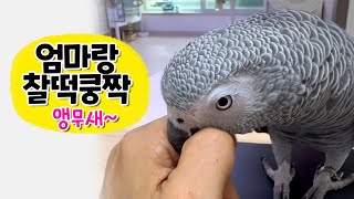 엄마 말에 착착 반응하는 앵무새 ❣️ 회색앵무 잠바