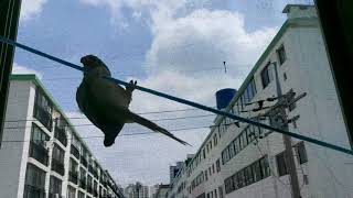 시나몬코뉴어 봄이의 공중곡예 귀여워~^^??