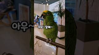 아기,마로 #노래하는앵무새  #옹알이 #아마존앵무새