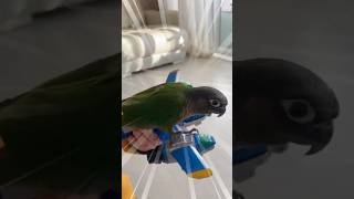 비행기 위의 앵무새 #코뉴어 #parrot
