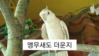 #무더운날씨 #앵무새도덥다 #일상탈출