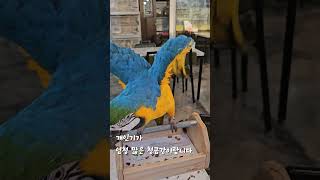 청금강 개인기 모음