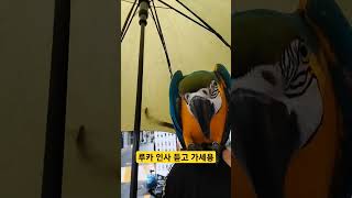 인사하고 웃는 루카 #청금강 #청금강앵무새 #macaw #앵무새 #parrot #동물 #animal