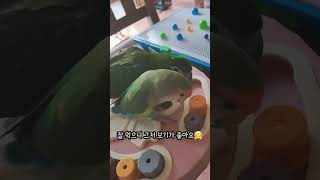 훈련은 모르겠고 일단은 먹고 보는 모란앵무 한스마카우 #animal #parrot #lovebird #hansmacaw #16살모란앵무 #반려동물 #앵무새 #앵집사 #주인장숨소리