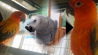 To raise the parrot well 4. (If you raise a one bird,) (These things happen) (English  version)