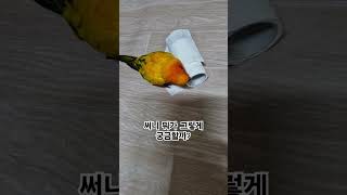 웃음을 주는 써니의 호기심!  #썬코뉴어 #parrot…