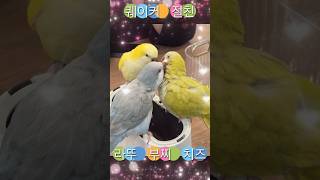 퀘이커 앵무새 절친 귀여워