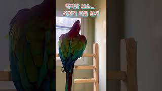애는 진짜 음악을 탑승함 #parrot #동물 #홍금강…