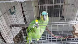 청모자아마존 &#39;럭키&#39;의 안녕하세요!