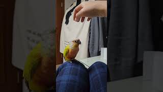 앵무새 뽑기 하는법 #앵무새 #코뉴어 #썬코뉴어 #parrot