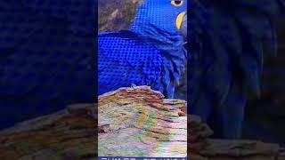 #아마존앵무새                 #꽃앵무새                    #홍_금강앵무