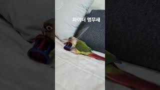 파이터 앵무새 #앵무새 #코뉴어 #parrot