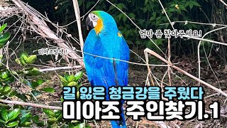 미아조 앵무새를 발견했어요 ! 잃어버린 청금강 주인 찾아주기 앵무새를 잃어버렸을 때 대처방법과 찾아주는 방법