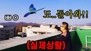 도심에서 막 앵무새 날리는 남자... 이래도 돼??