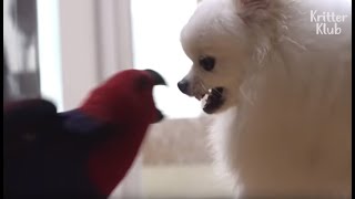 Parrot The Legit Angry Bird In…
