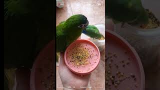 [모란앵무 한스마카우] 앵무새 뽕, 앵뽕 잘 먹어요 #앵무새 #모란앵무 #한스마카우 #반려동물 #animal #lovebird #hansmacaw