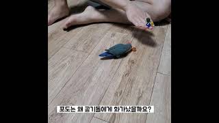 남편하고 앵무새하고 싸우는 동영상