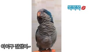 말하는 앵무새 :: 6개월 블루퀘이커 코니 / talk…