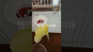 내 밥그릇 지켜야해  #반려동물 #반려조 #birds …