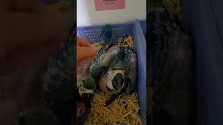 아기 청금강, 아기 한스마카우, 뉴기니아 앵무, 퀘이커 앵무  #birds #앵무새 #parrot #반려동물 #cute