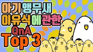 사랑앵무 ] 아기새 이유식! 공동육추 하는 방법 QnA…