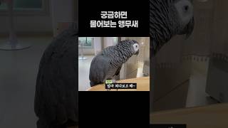 궁금하면 물어보는 앵무새  회색앵무 잠바