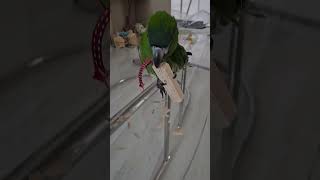 꽁패.앵무새.한스마카우.한나 나무 뜯뜯놀이.2024.4…