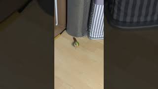 베란다 탈출하는 앵무새 A parrot escaping from a balcony