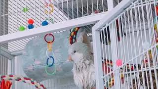 [퀘이커앵무 일구]일구씨랑 수다떨기 talk with …