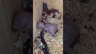 뉴기니아 와 마카우 뉴기니아 새끼 11일차 20190507 천둥 eclectus parrot baby 11days