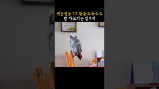 빨간꼬리 선생님 #김루이