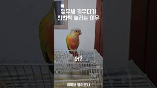 앵무새 키우다가 한번씩 놀라는 이유 #parrot #앵무새 #코뉴어 #birds #동물 #반려동물 #conure #썬코뉴어