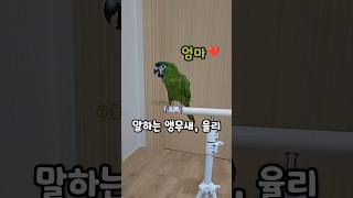 엄마 까꿍‼️ 말하는 앵무새 #한스마카우 #talkingparrot