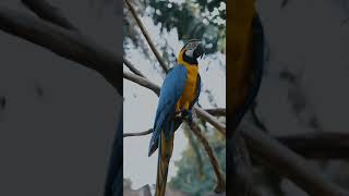 parrot rescue #birds #animalfriends #rescuemission