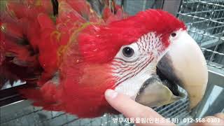 홍금강앵무새분양 (Green wing macaw for…