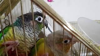 [앵무파파] 사이다의 단맛에 환장하는 코뉴어들 [201…