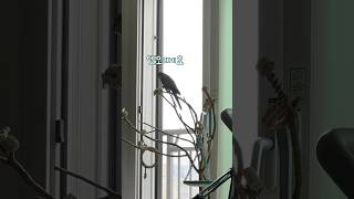 누구떼요 또오떼요 똥따요(?) #퀘이커앵무송꾸꾸